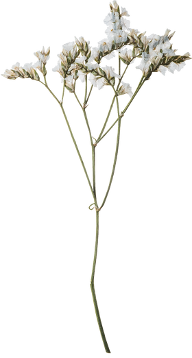 Hand Pressed Flora